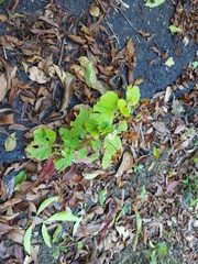 Begonia hirtella