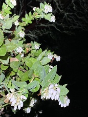 Arctostaphylos pallida