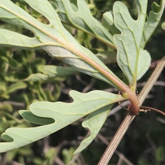 Adenia digitata