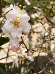 Prunus amygdalus