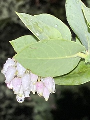 Arctostaphylos pallida