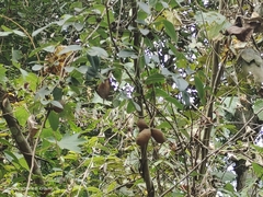 Akebia trifoliata