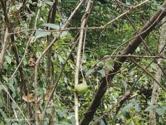 Akebia trifoliata