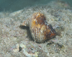 Turbo sandwicensis
