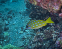 Lutjanus kasmira