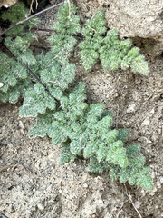 Myriopteris parryi