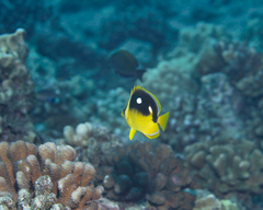 Chaetodon quadrimaculatus