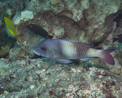 Parupeneus insularis