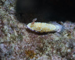 Goniobranchus albopustulosus