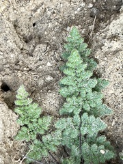 Myriopteris parryi