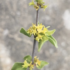 Vangueria parvifolia