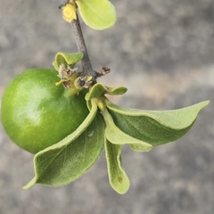 Vangueria parvifolia