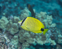 Chaetodon miliaris