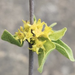 Vangueria parvifolia