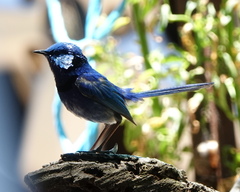 Malurus splendens splendens