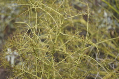 Parkinsonia microphylla
