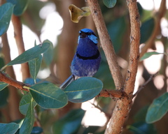 Malurus splendens splendens