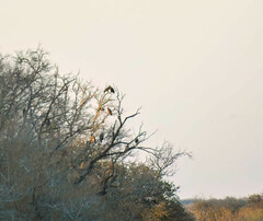 Haliaeetus leucocephalus