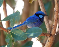 Malurus splendens splendens