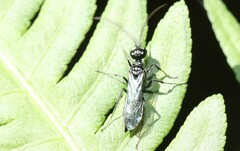 Dolichurus