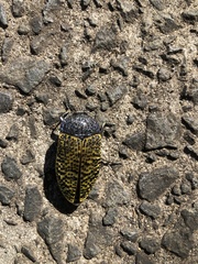 Stigmodera macularia