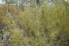 Parkinsonia microphylla