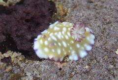 Goniobranchus vibratus