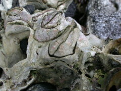 Nesochthamalus intertextus