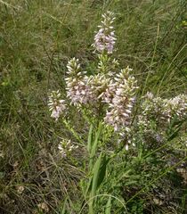 Veronica spuria
