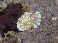 Goniobranchus vibratus