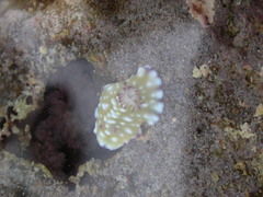 Goniobranchus vibratus