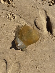 Catostylus
