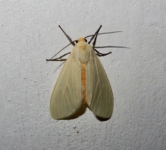 Pareuchaetes pseudoinsulata