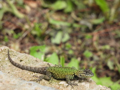 Sceloporus taeniocnemis