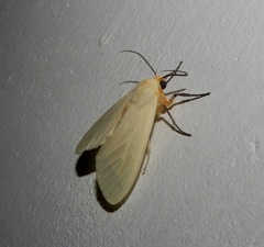 Pareuchaetes pseudoinsulata