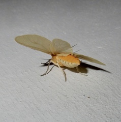 Pareuchaetes pseudoinsulata