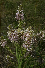 Veronica spuria
