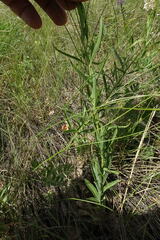 Veronica spuria