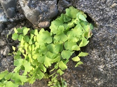 Adiantum capillus-veneris