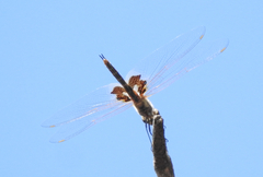 Tramea loewii