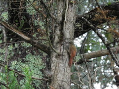 Lepidocolaptes affinis