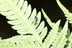Dolichurus