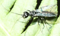 Dolichurus