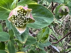 Pimelea ligustrina ciliata