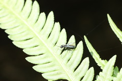 Dolichurus