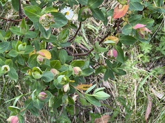 Pimelea ligustrina ciliata
