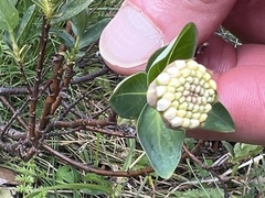 Pimelea ligustrina ciliata