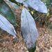 Erysiphe uncinuloides