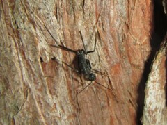 Leptomyrmex unicolor