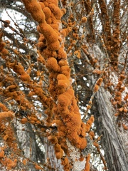 Trentepohlia